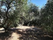 Spilia bei Kolymvari Haus im Grünen mit Olivenhain Haus kaufen